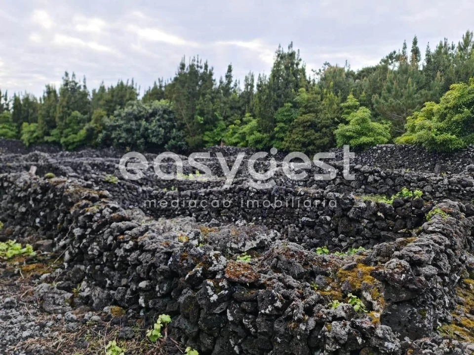 Terreno Agricola ou Rústico para Venda em Candelaria Foto 10