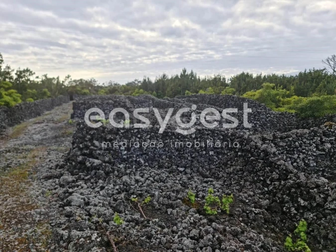 Terreno Agricola ou Rústico para Venda em Candelaria Foto 9