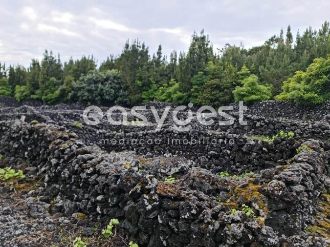 Terreno Agricola ou Rústico para Venda em Candelaria Foto 10