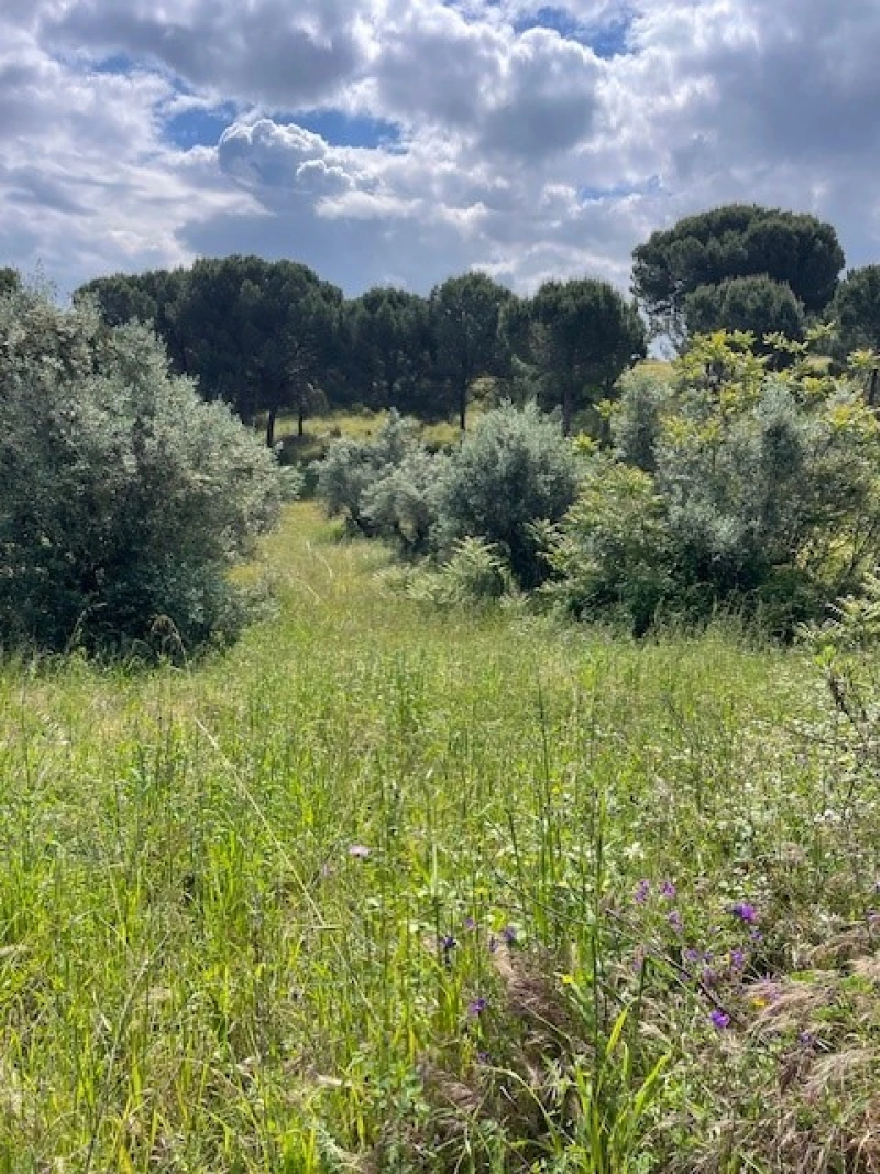 Terreno Misto para Venda em Montargil Foto 4