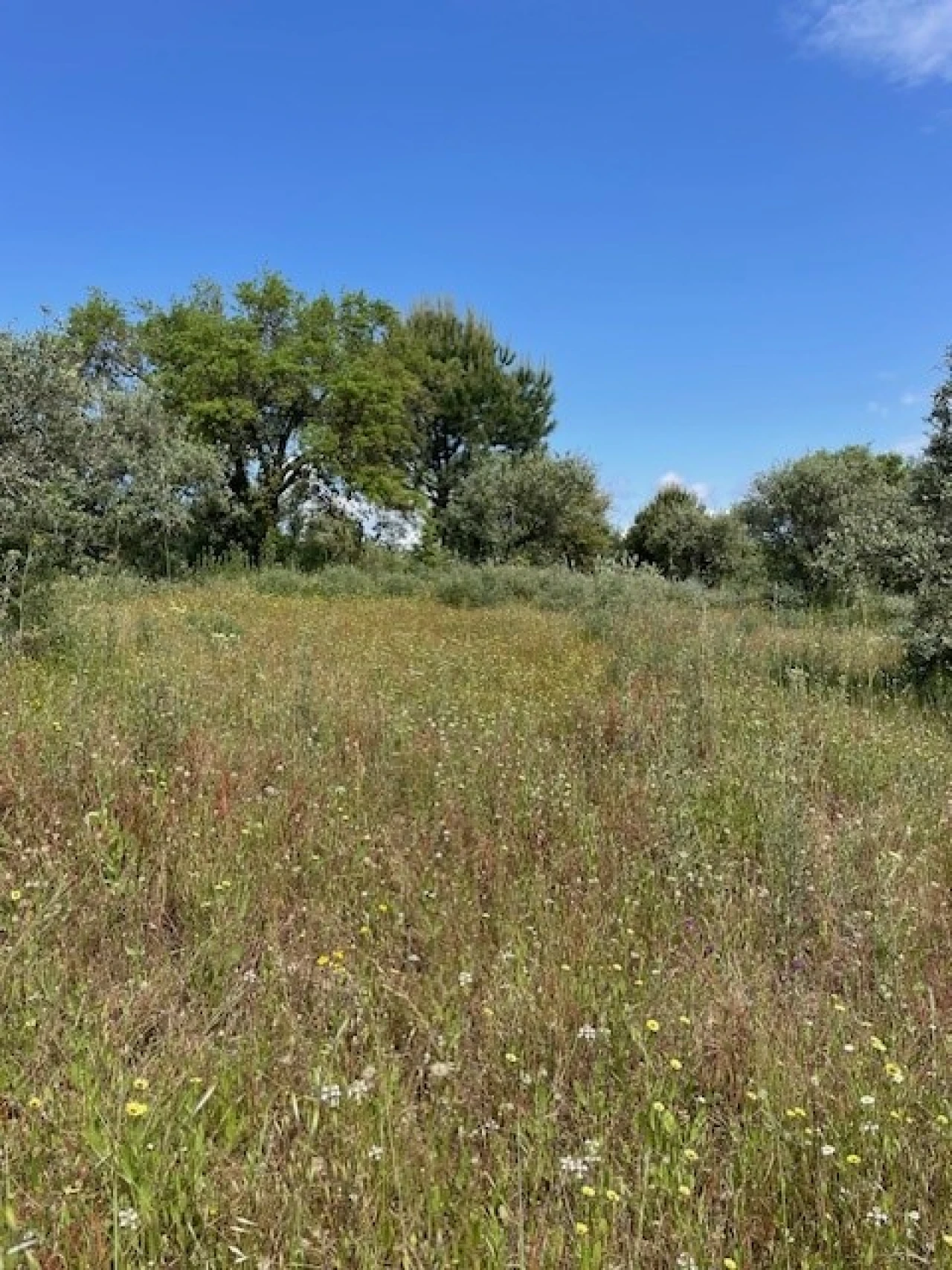 Terreno Misto para Venda em Montargil Foto 10