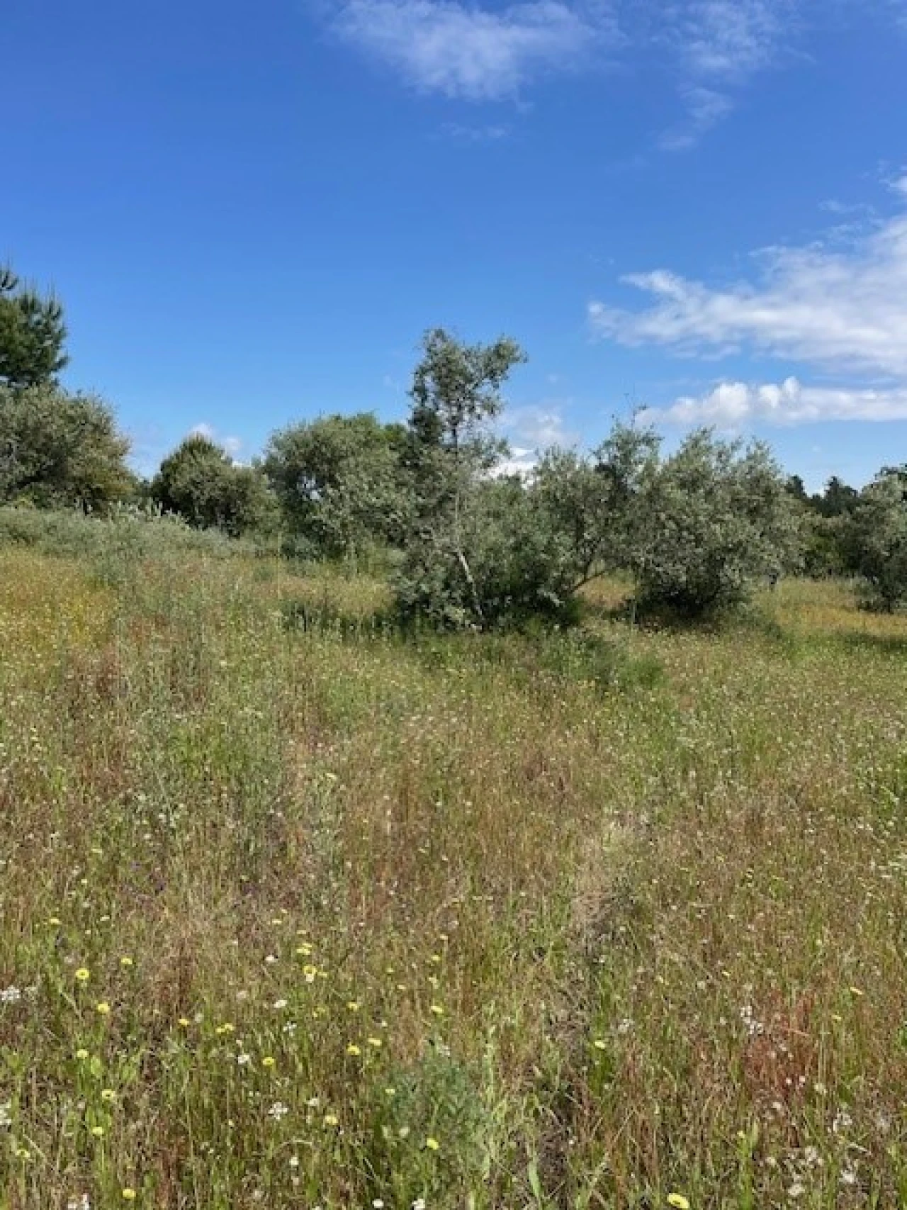 Terreno Misto para Venda em Montargil Foto 11