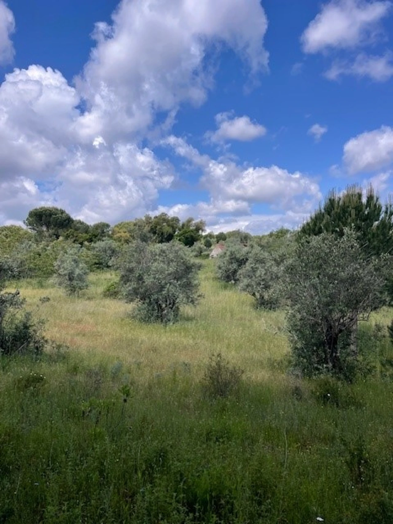 Terreno Misto para Venda em Montargil Foto 16