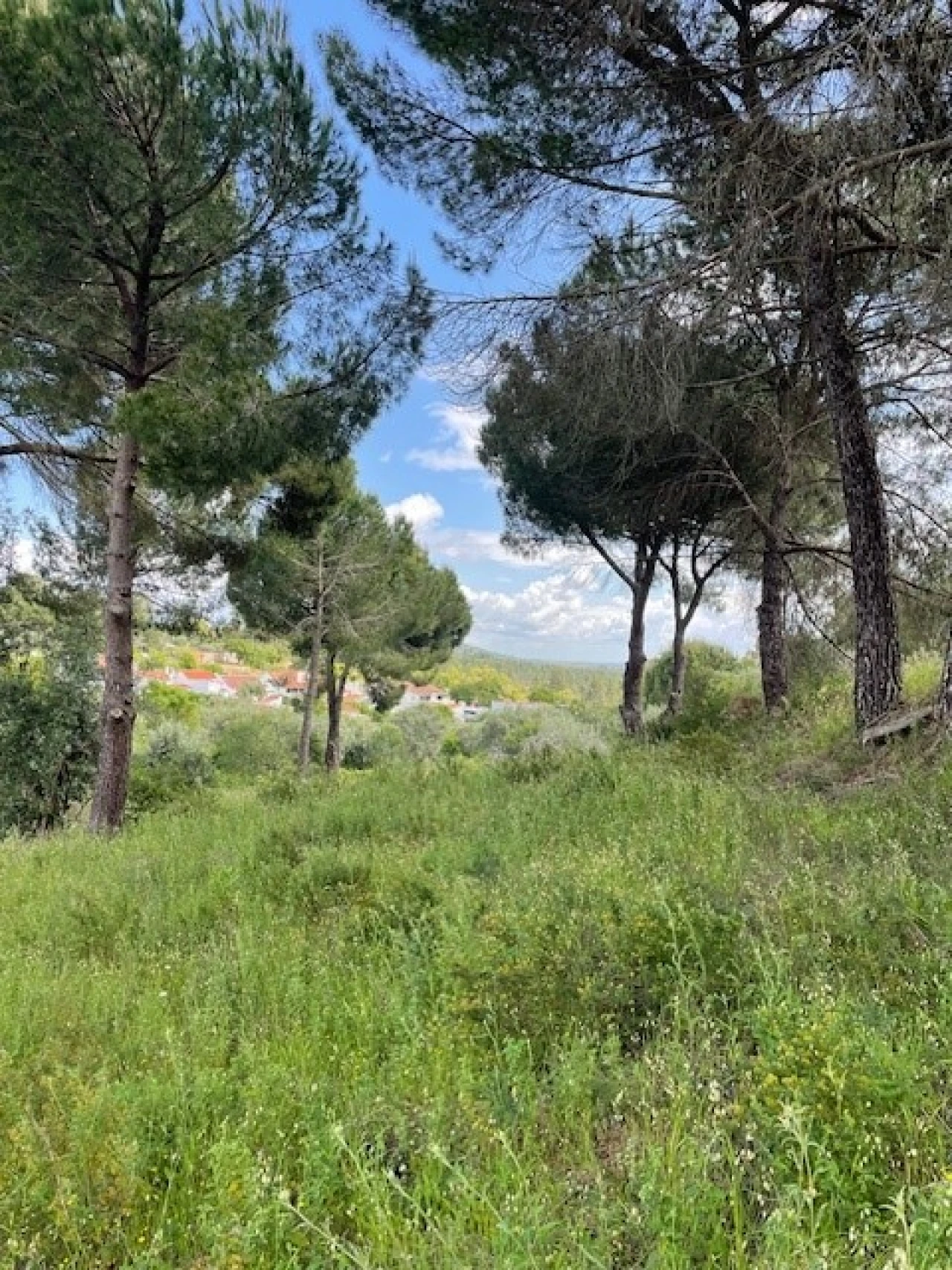 Terreno Misto para Venda em Montargil Foto 18