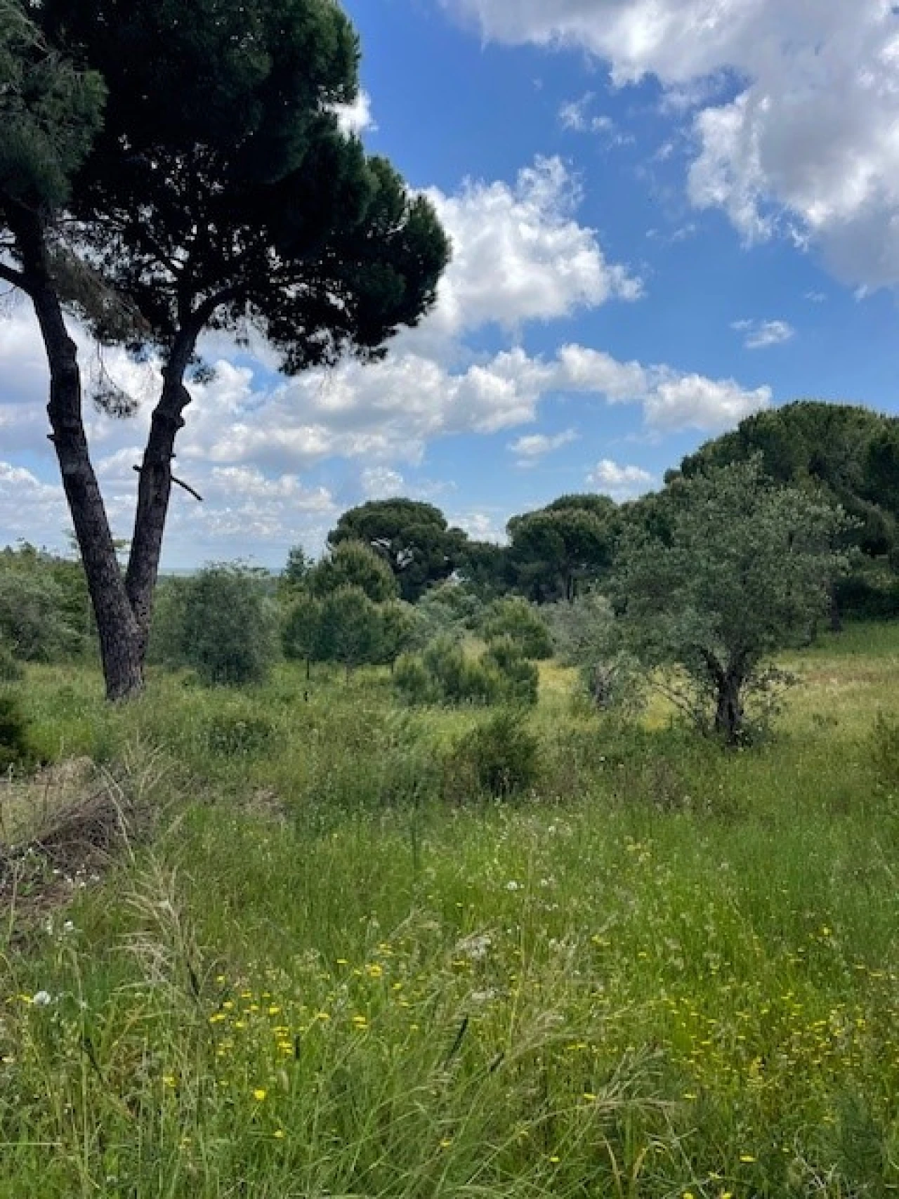 Terreno Misto para Venda em Montargil Foto 20