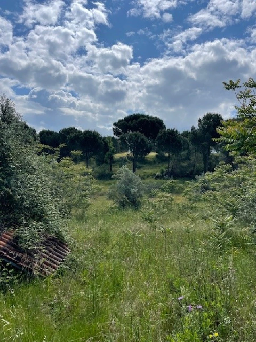 Terreno Misto para Venda em Montargil Foto 8