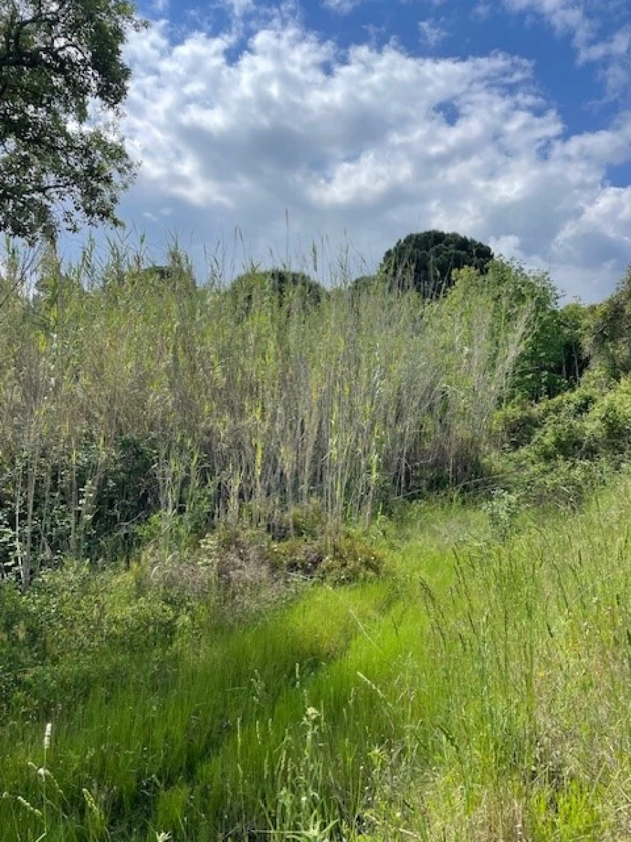 Terreno Misto para Venda em Montargil Foto 12