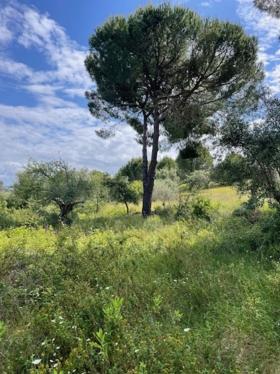 Terreno Misto para Venda em Montargil Foto 14