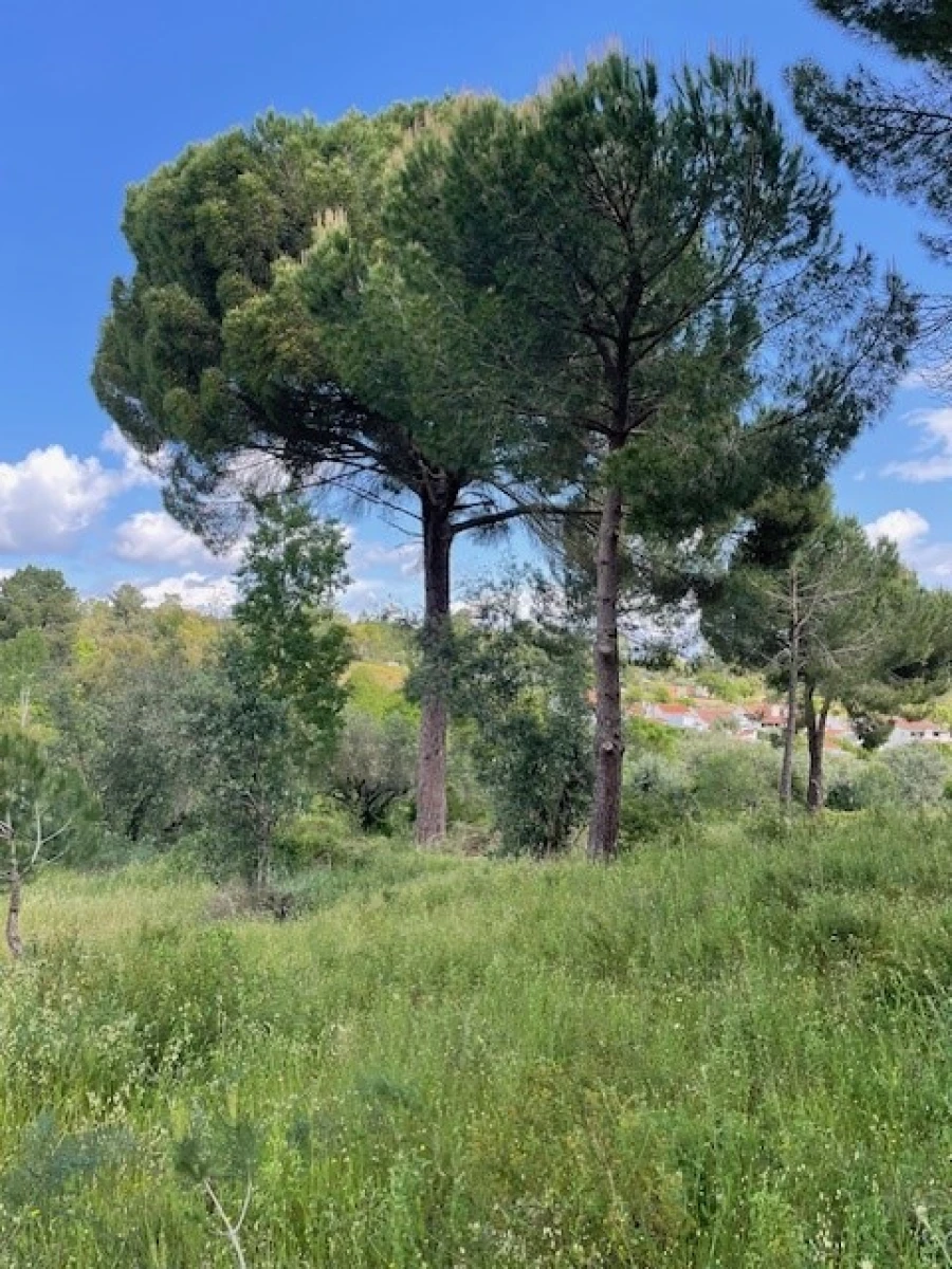 Terreno Misto para Venda em Montargil Foto 17