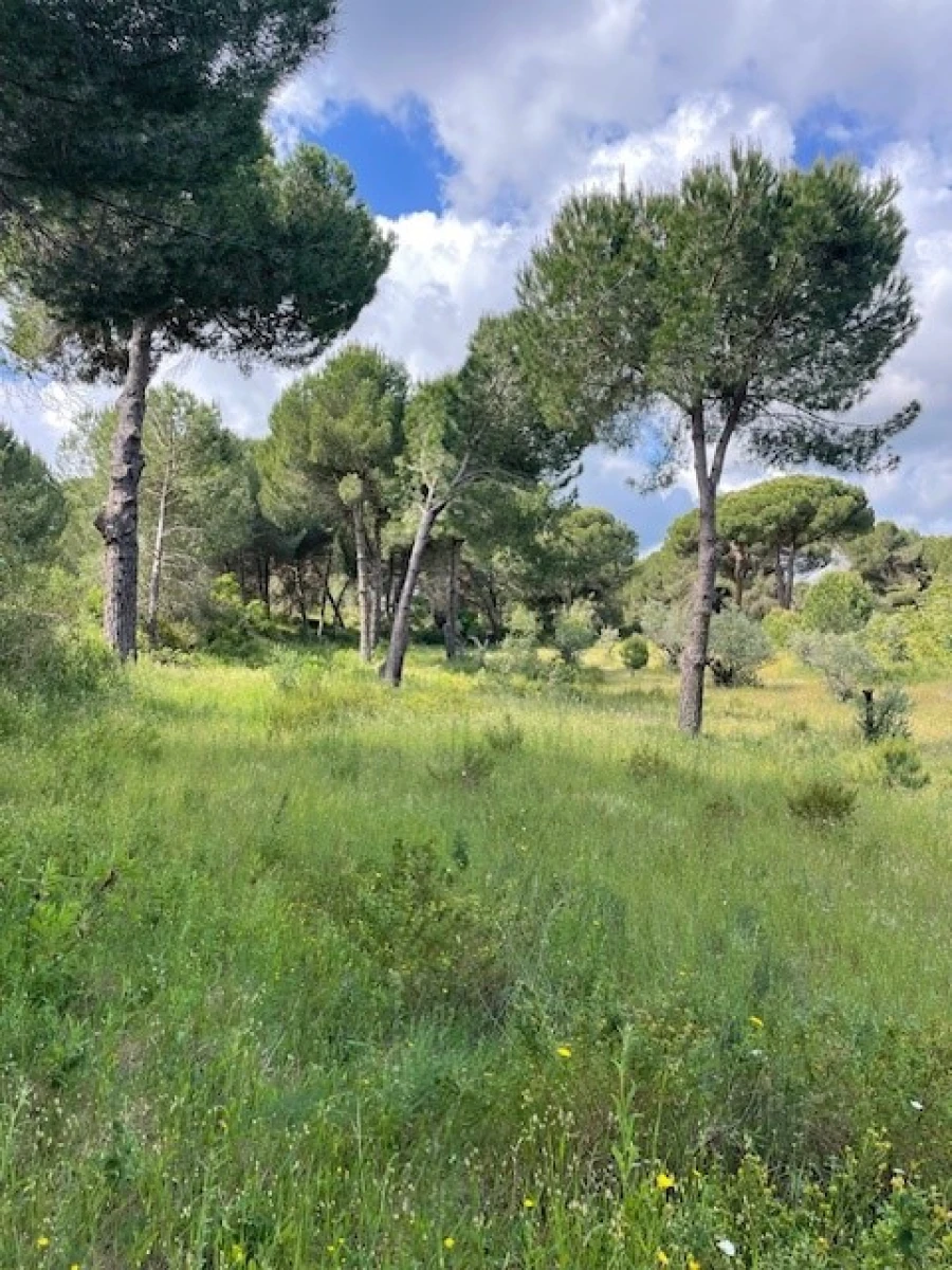 Terreno Misto para Venda em Montargil Foto 19