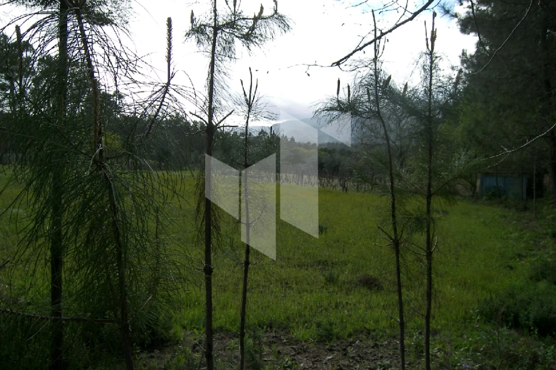 Quinta T0 para Venda em Campo de Besteiros Foto 12