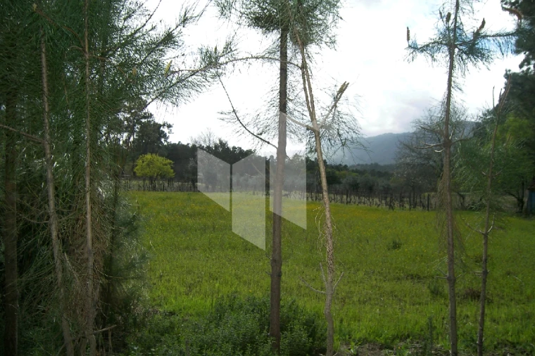 Quinta T0 para Venda em Campo de Besteiros Foto 8