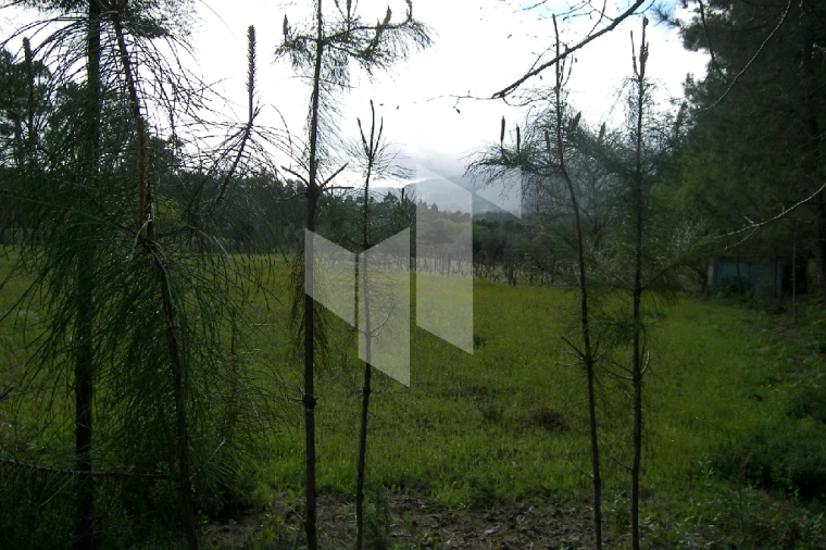 Quinta T0 para Venda em Campo de Besteiros Foto 12