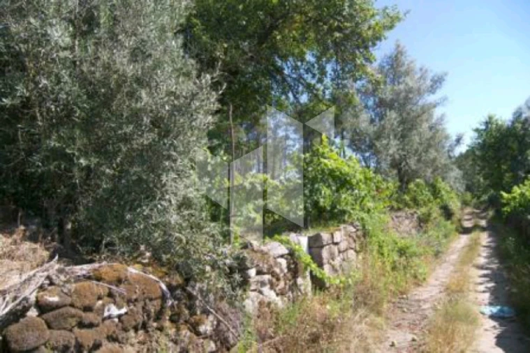 Quinta T0 para Venda em Campo de Besteiros Foto 5