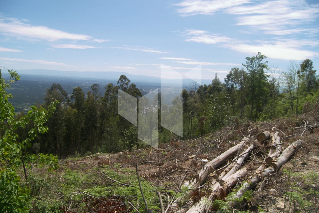 Terreno para Venda em Guardão Foto 5