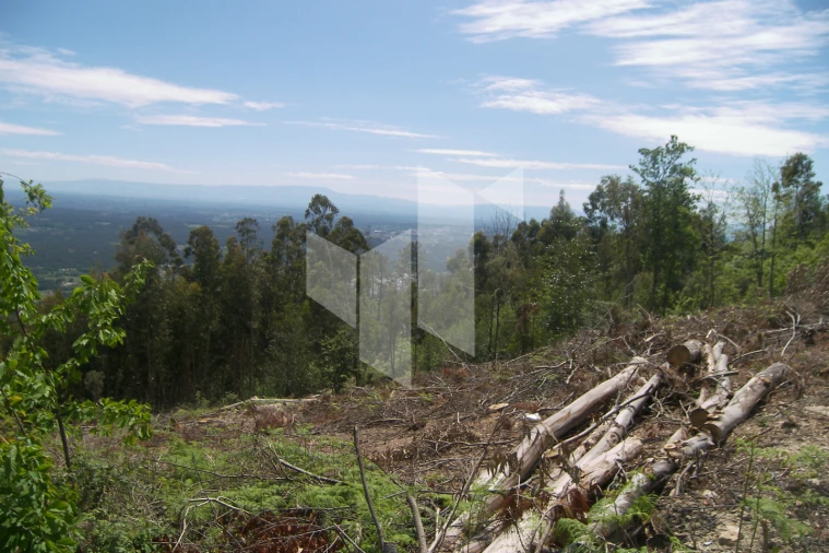 Terreno para Venda em Guardão Foto 5