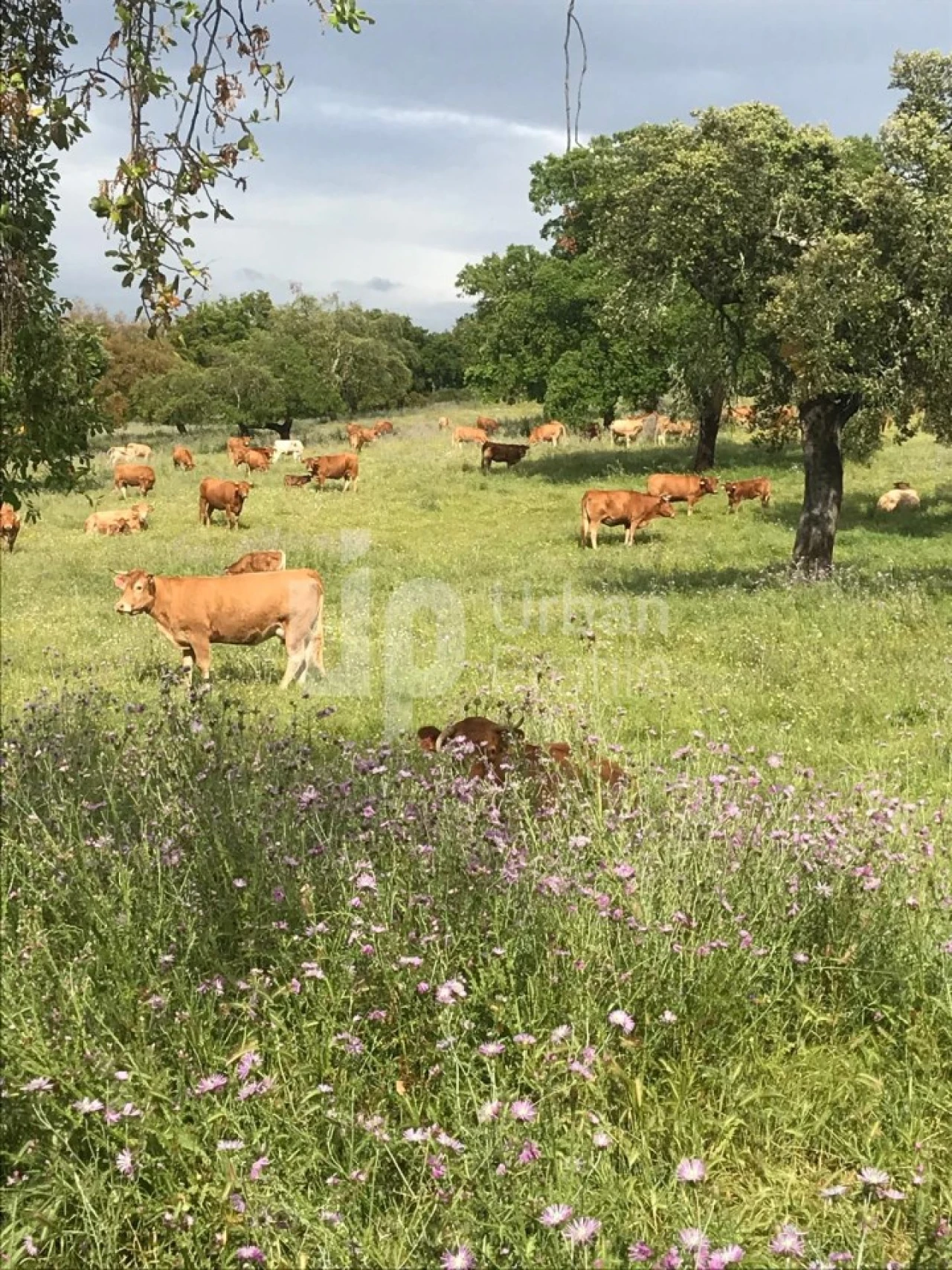 Quinta T1 para Venda em Safara e Santo Aleixo da Restauração Foto 6