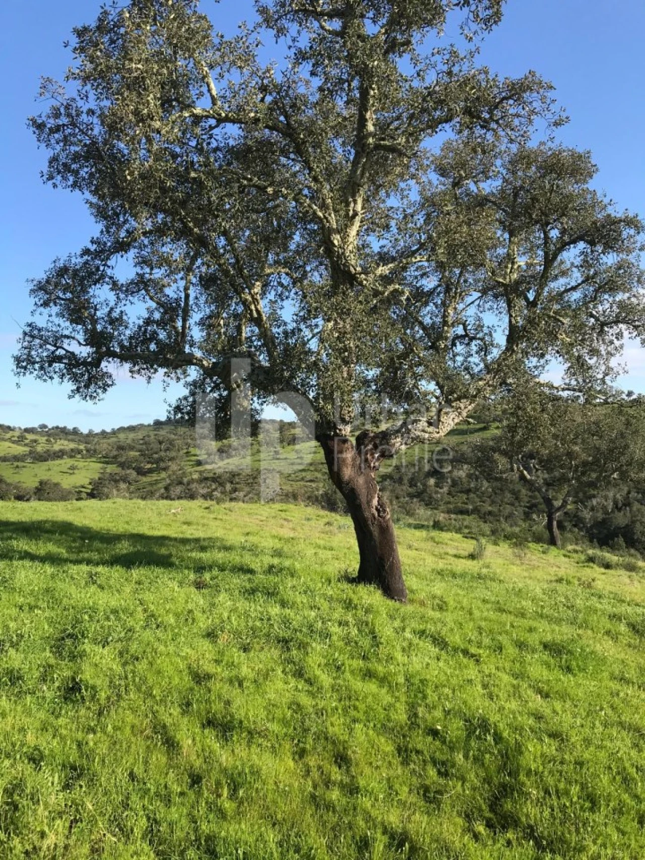 Quinta T1 para Venda em Safara e Santo Aleixo da Restauração Foto 20