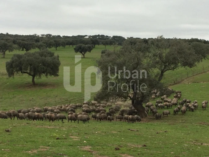 Quinta T1 para Venda em Safara e Santo Aleixo da Restauração Foto 4