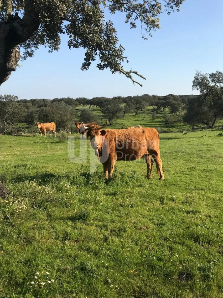 Quinta T1 para Venda em Safara e Santo Aleixo da Restauração Foto 5