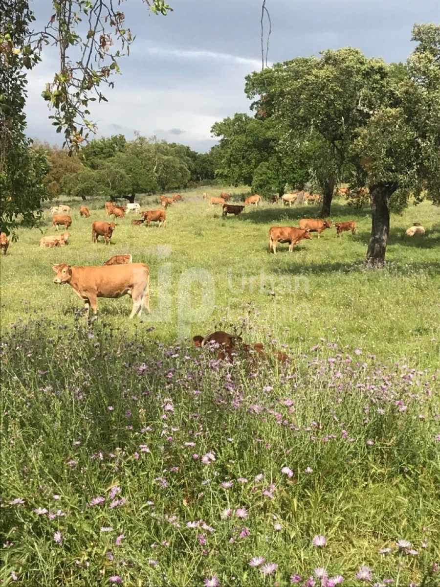 Quinta T1 para Venda em Safara e Santo Aleixo da Restauração Foto 6
