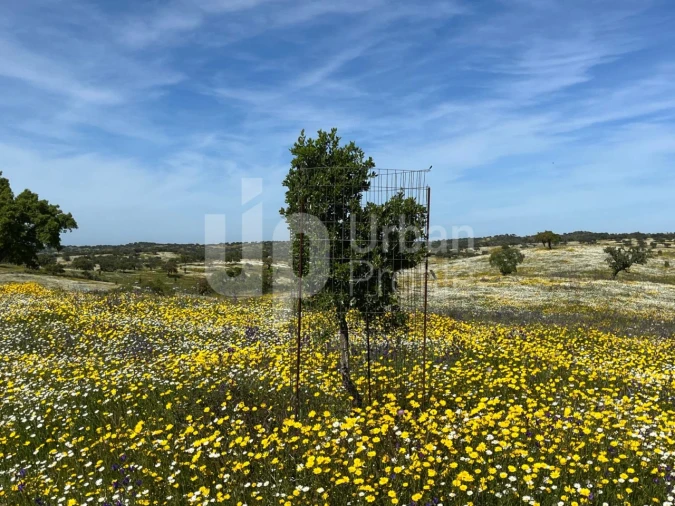 Quinta T1 para Venda em Safara e Santo Aleixo da Restauração Foto 22