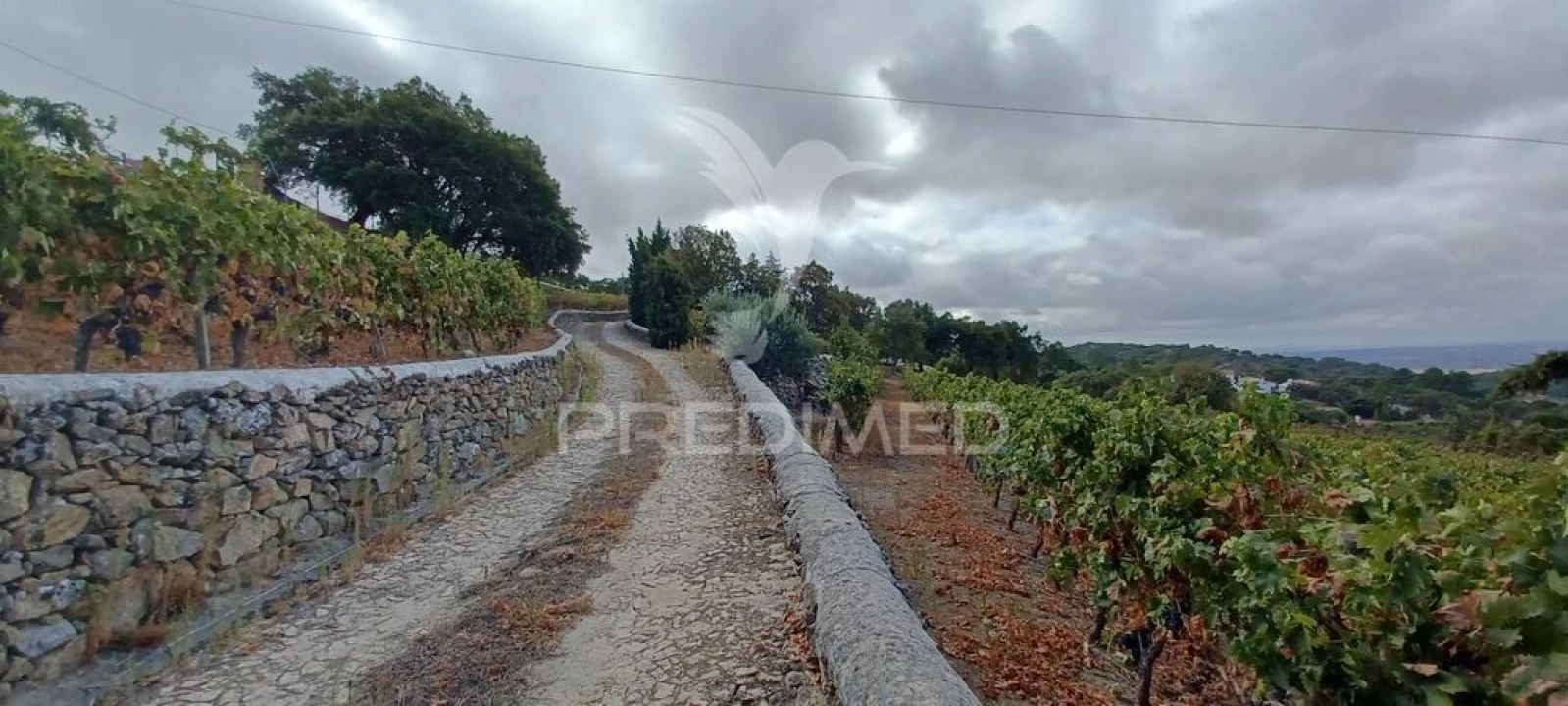 Quinta para Venda em Ribeira de Nisa e Carreiras Foto 4