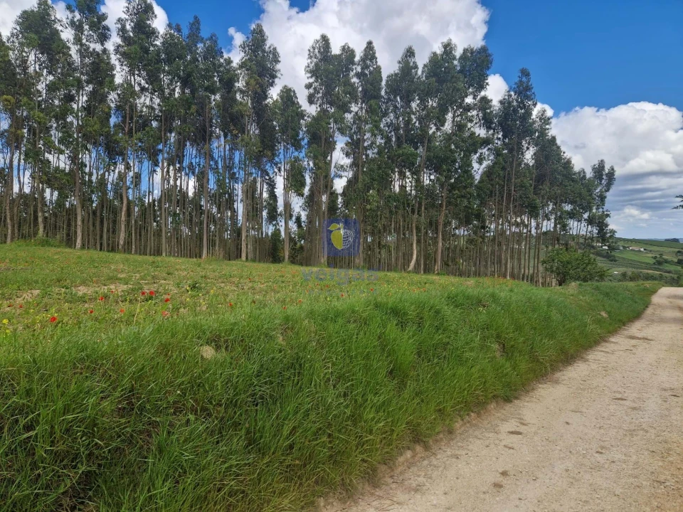 Terreno para Venda em Carvalhal Foto 4