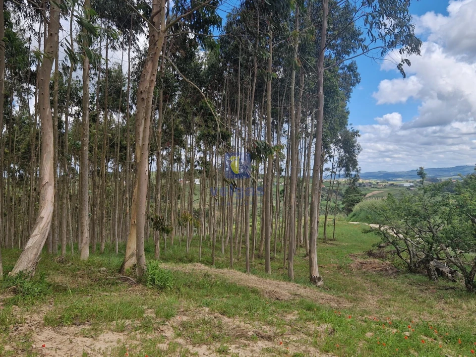 Terreno para Venda em Carvalhal Foto 6