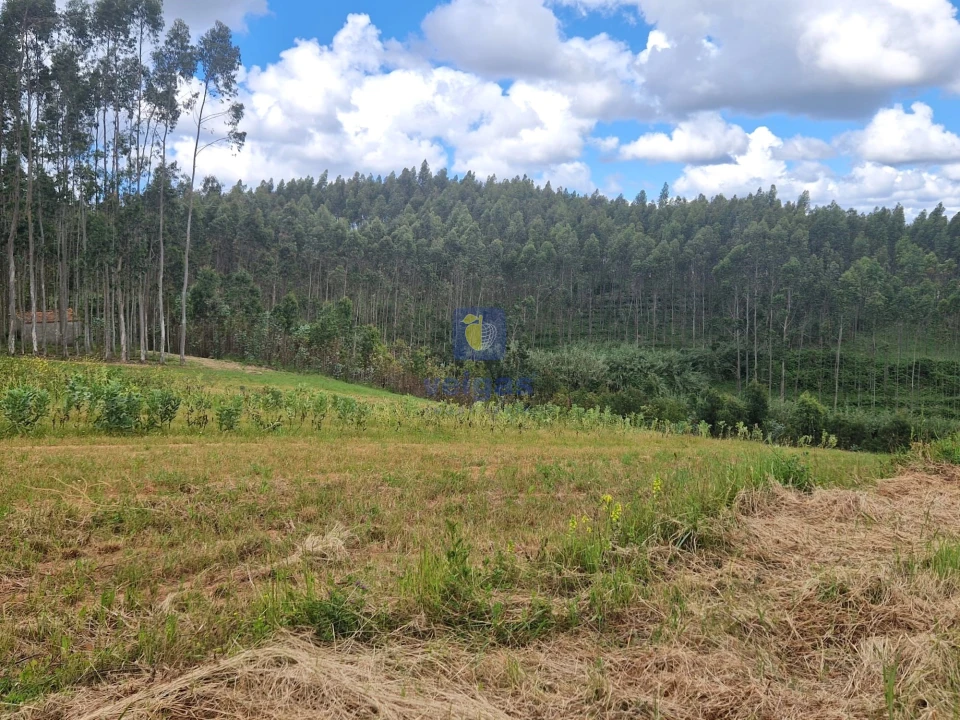 Terreno para Venda em Carvalhal Foto 18