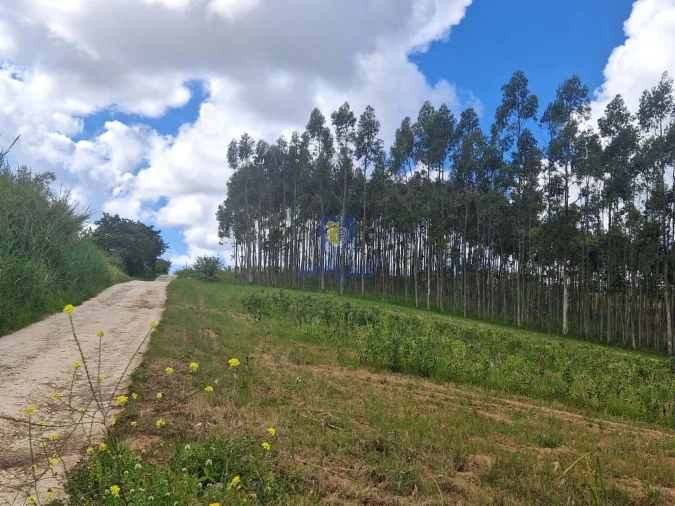 Terreno para Venda em Carvalhal Foto 10