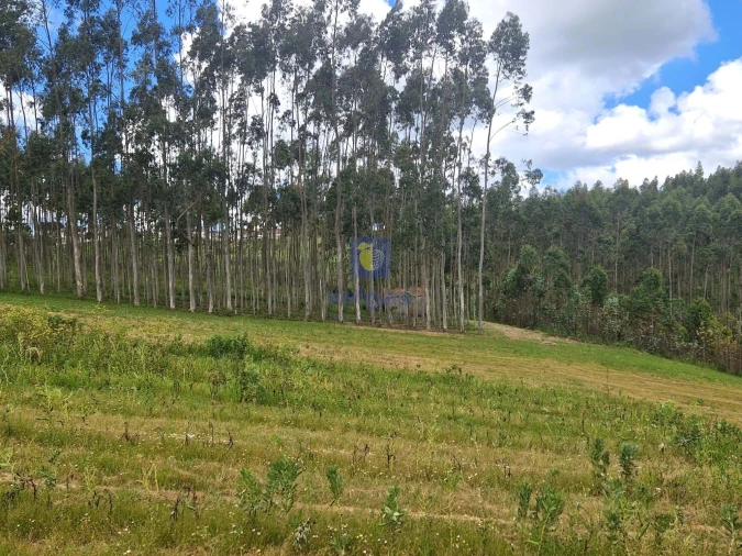 Terreno para Venda em Carvalhal Foto 15