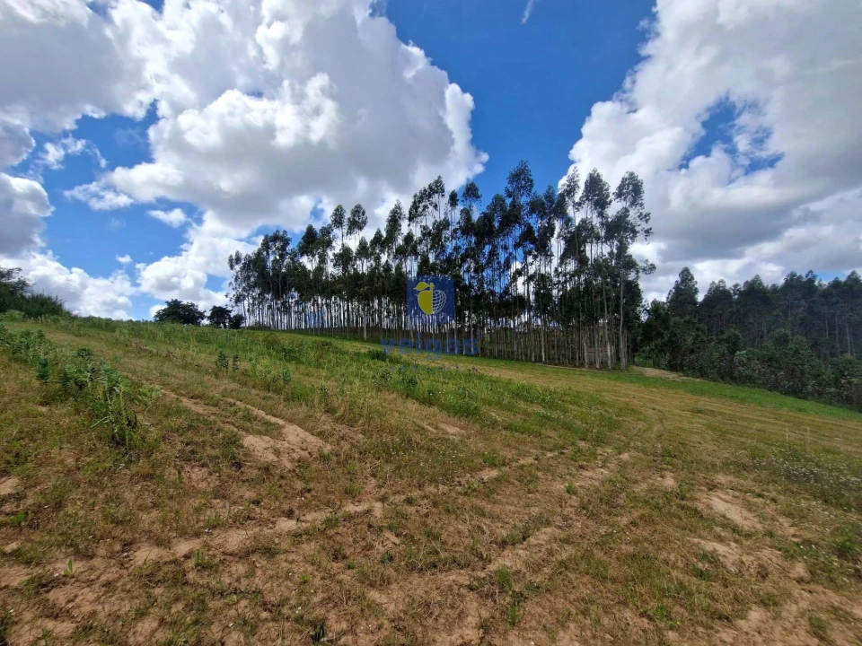 Terreno para Venda em Carvalhal Foto 22