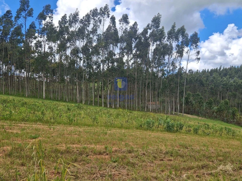 Terreno para Venda em Carvalhal Foto 11