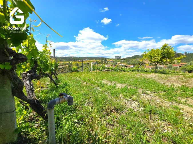 Quinta T0 para Venda em Proença-A-Nova e Peral Foto 8
