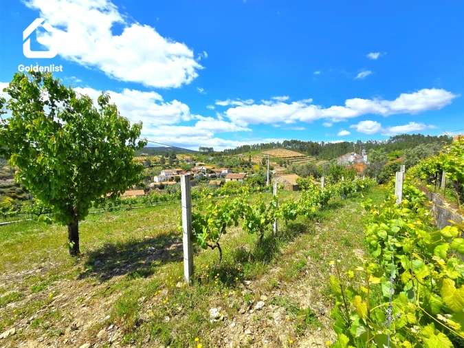 Quinta T0 para Venda em Proença-A-Nova e Peral Foto 15