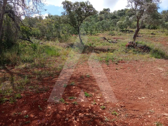 Terreno Agricola ou Rústico para Venda em Paderne Foto 5