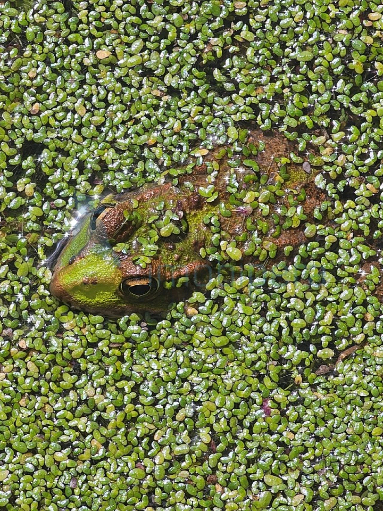 Terreno Agricola ou Rústico para Venda em Alferce Foto 2