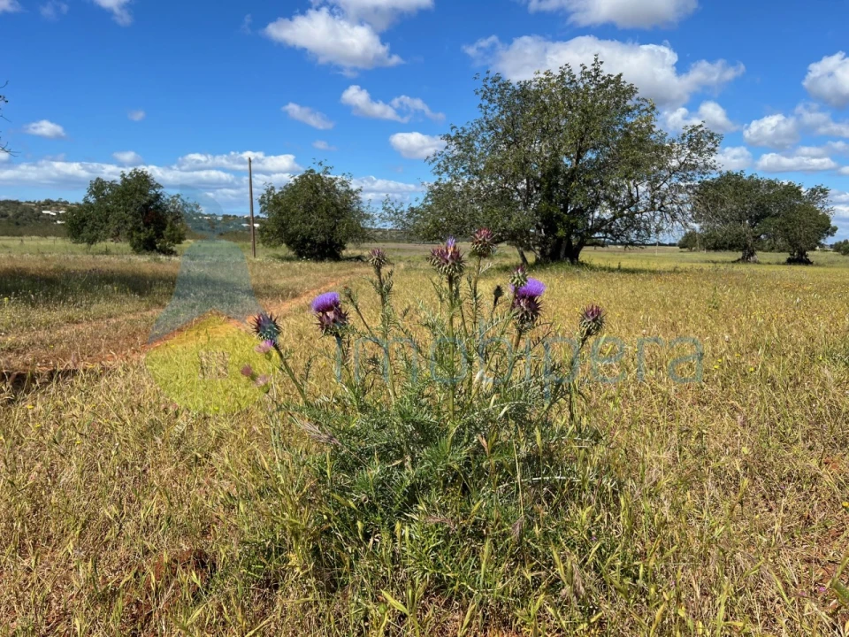 Terreno Agricola ou Rústico para Venda em Algoz e Tunes Foto 9