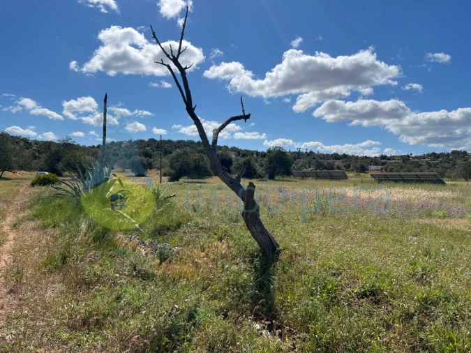 Terreno Agricola ou Rústico para Venda em Algoz e Tunes Foto 6