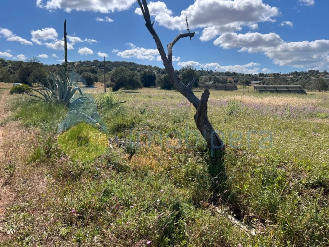 Terreno Agricola ou Rústico para Venda em Algoz e Tunes Foto 8