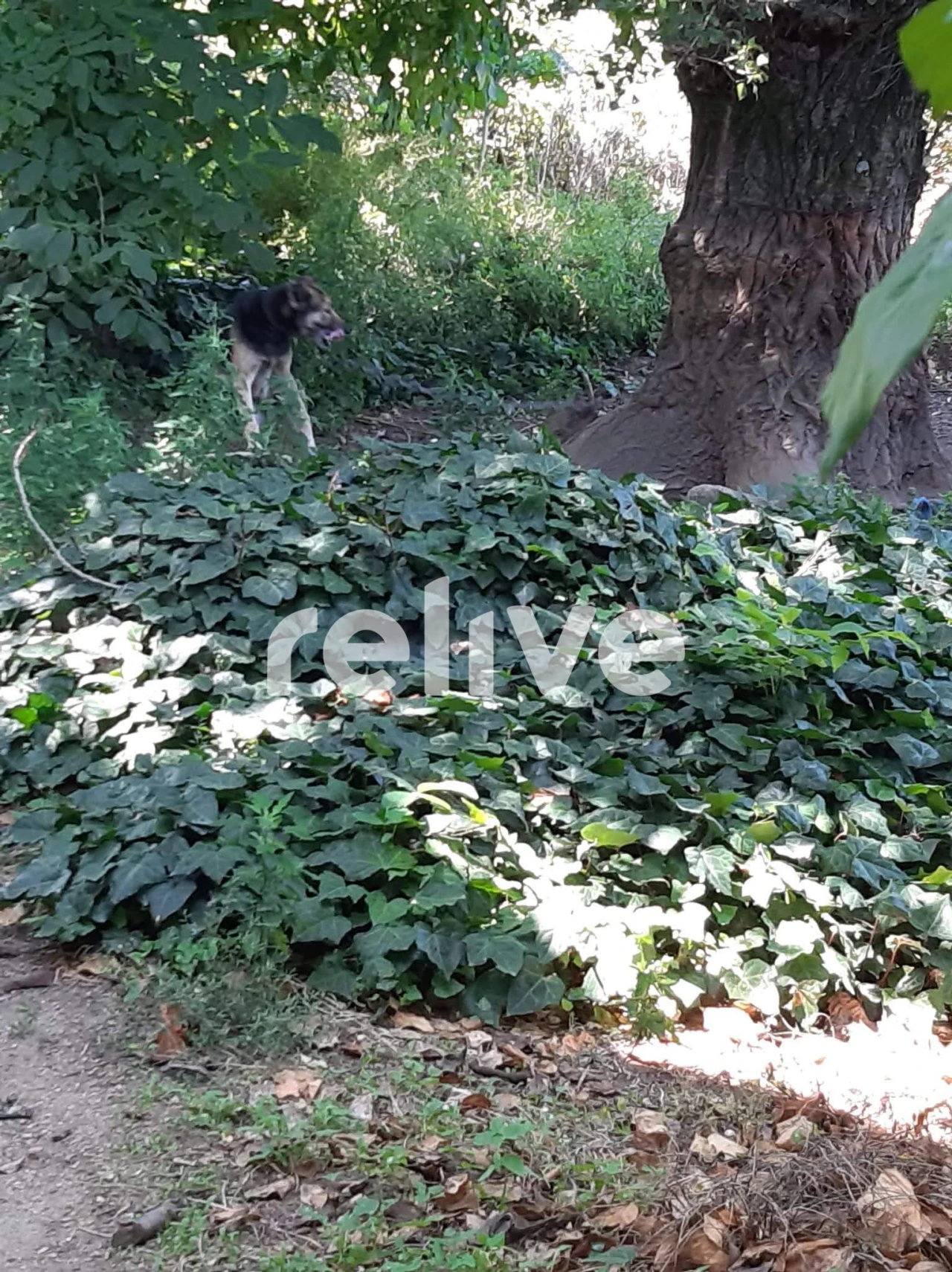 Quinta T3 para Venda em Anreade e São Romão de Aregos Foto 8
