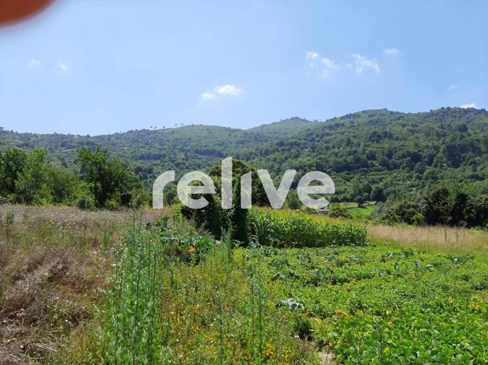 Quinta T3 para Venda em Anreade e São Romão de Aregos Foto 11