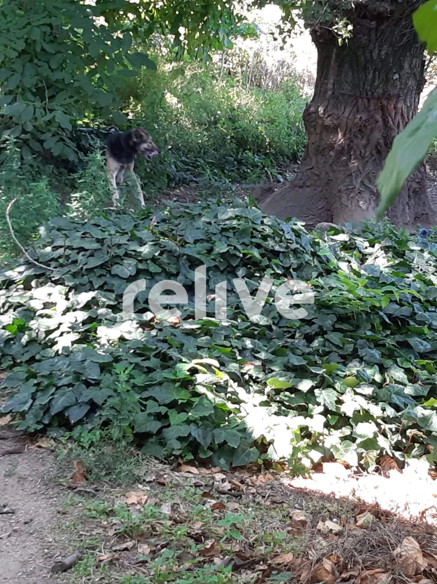 Quinta T3 para Venda em Anreade e São Romão de Aregos Foto 8