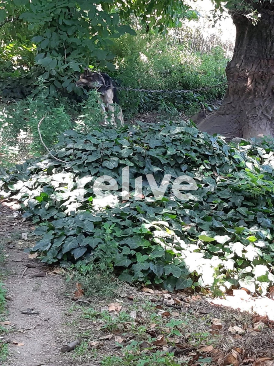 Quinta T3 para Venda em Anreade e São Romão de Aregos Foto 9