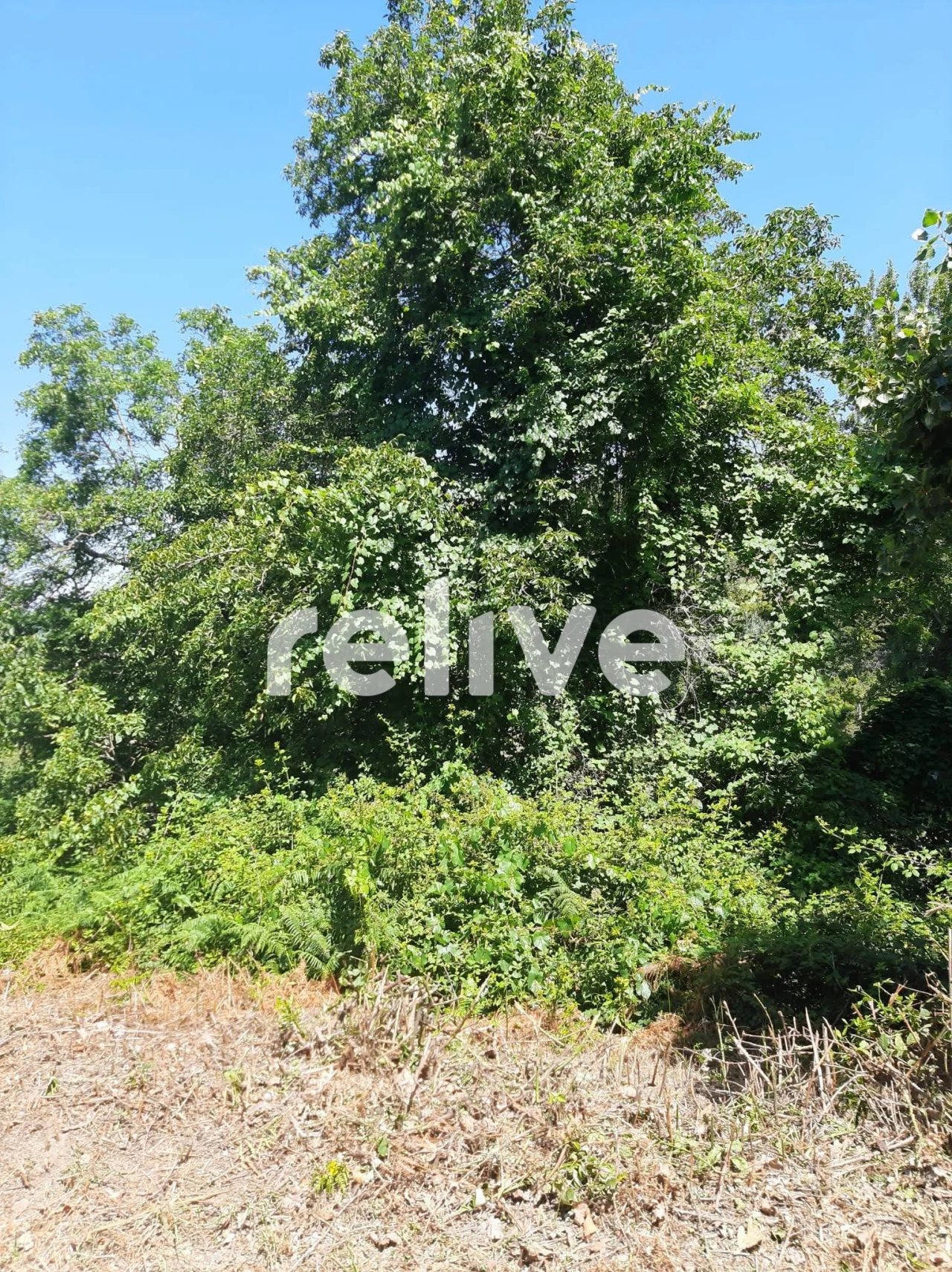 Quinta T3 para Venda em Anreade e São Romão de Aregos Foto 21