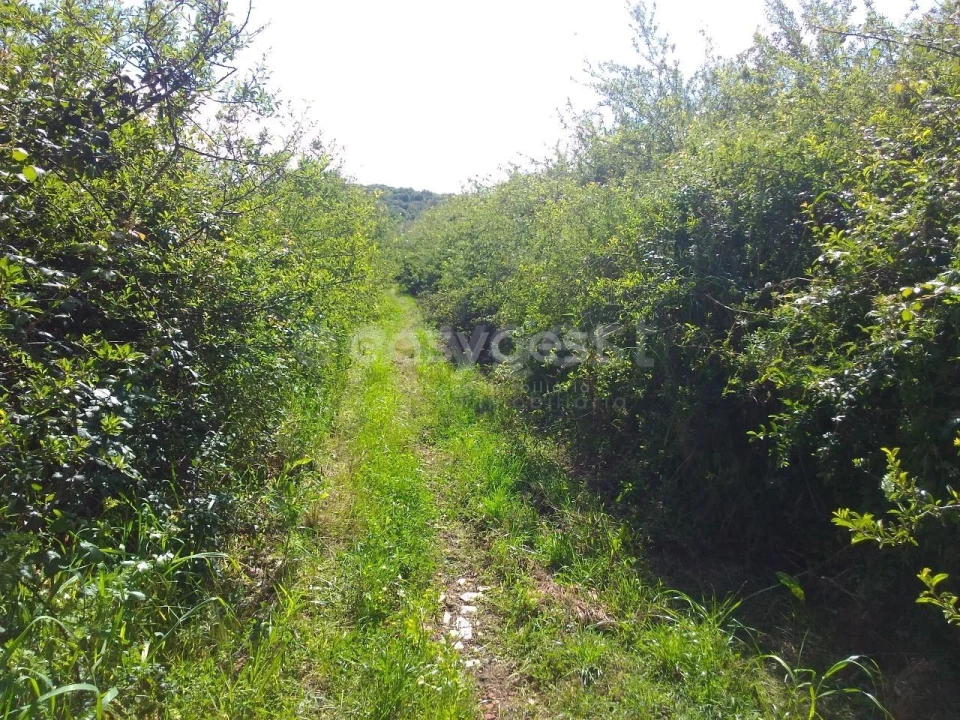 Terreno Agricola ou Rústico para Venda em Almargem do Bispo, Pêro Pinheiro e Montelavar Foto 6