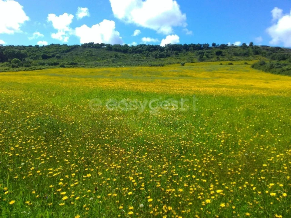 Terreno Agricola ou Rústico para Venda em Almargem do Bispo, Pêro Pinheiro e Montelavar Foto 20