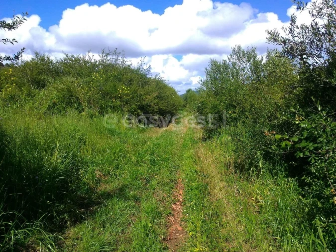 Terreno Agricola ou Rústico para Venda em Almargem do Bispo, Pêro Pinheiro e Montelavar Foto 2