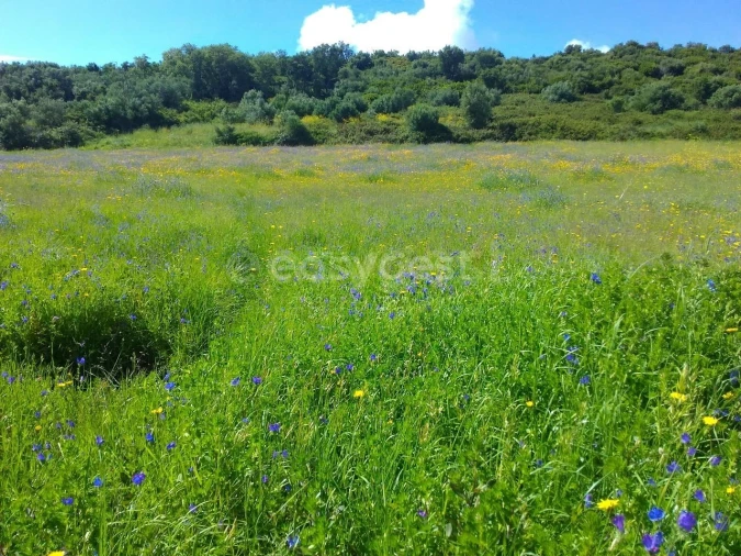 Terreno Agricola ou Rústico para Venda em Almargem do Bispo, Pêro Pinheiro e Montelavar Foto 13
